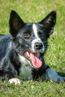 Kit