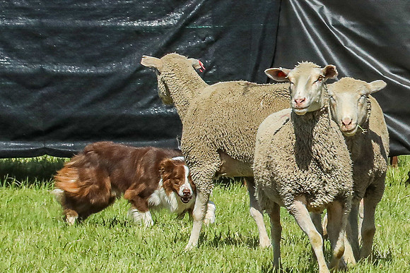 3C9A9784