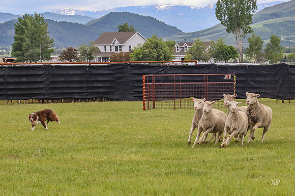 3C9A9339
