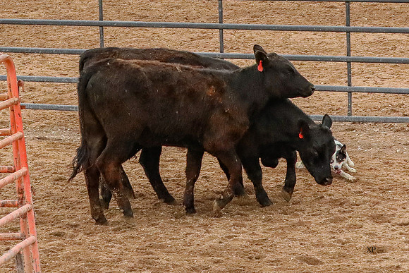3C9A3967