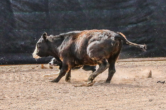 3C9A3559