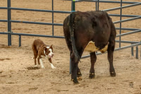 Rick Chayer and Dolly/Radar