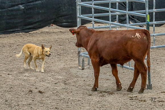 3C9A6427