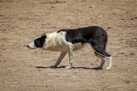 Jennifer Stottlemeyer and Skye