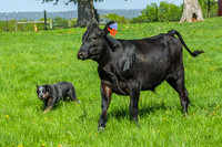 Trusty