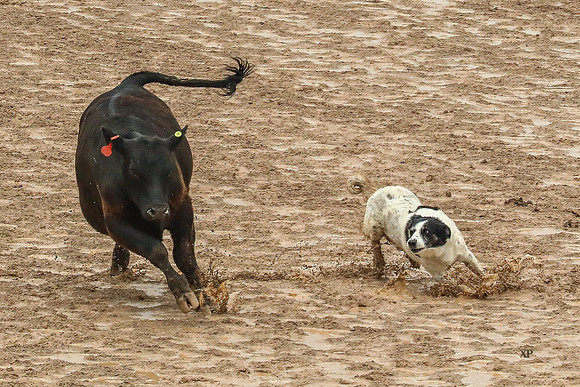3C9A1081