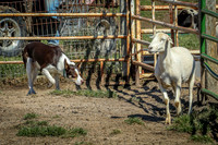 3C9A8115