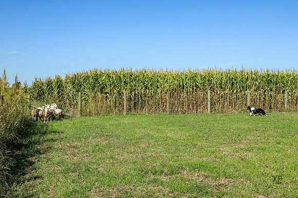 3C9A7293