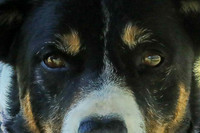 Hank