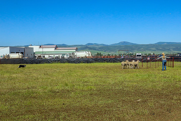 3C9A4425