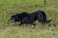 RJ Thueson and Ace