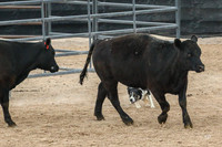 3C9A0357