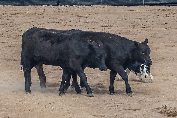3C9A1323