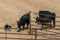 3C9A1457