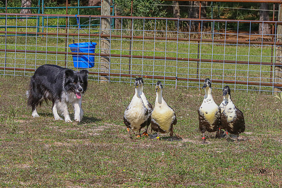 3C9A3327