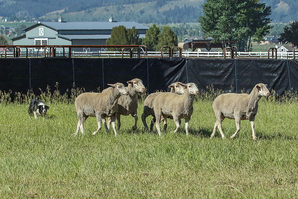 3C9A3359