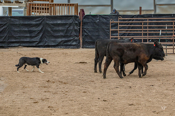 3C9A0438